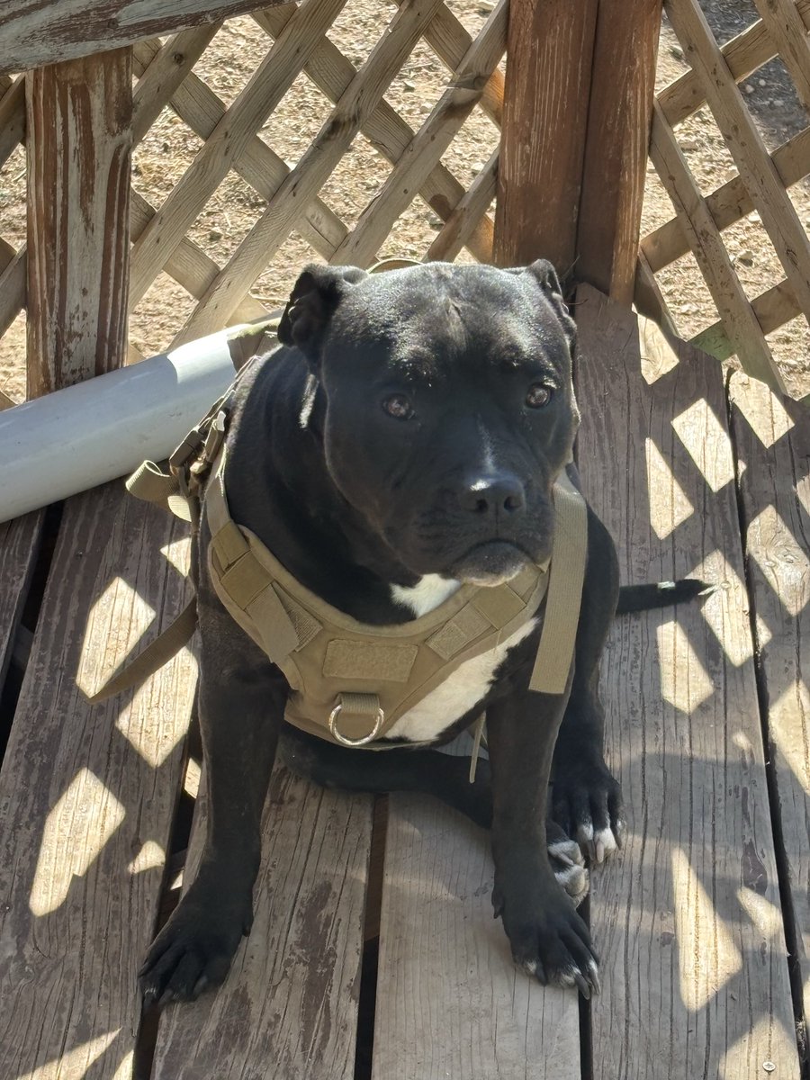 Ghostplays321's tweet photo. @UmariTomoe This is my mini hippo Amity https://t.co/UQUB1AuNAo