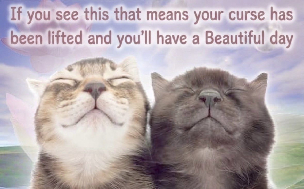 literallymecats's tweet photo. https://t.co/X5hMsRkxmJ