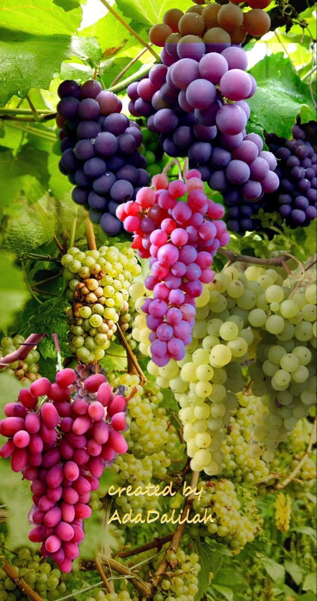 المعجزه ام ادم tweet media