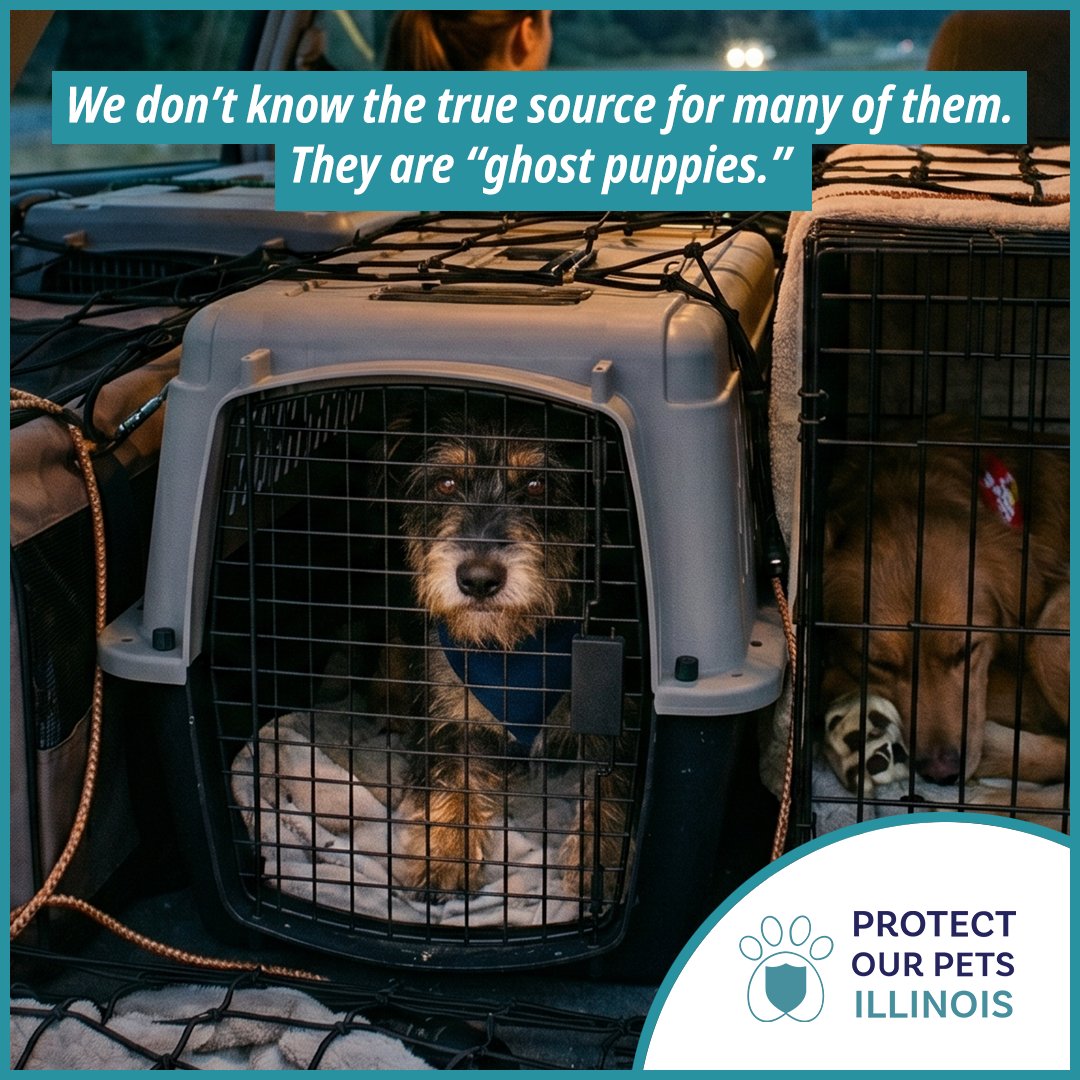 protectpetsil's tweet photo. The Chicago Tribune recently published a letter to the editor by the founder of Protect Our Pets Illinois raising serious questions about how certain animal rescues are bringing dogs into our state.

Read the full letter: https://t.co/CRmVgN9bwJ https://t.co/1urCDUBBfY