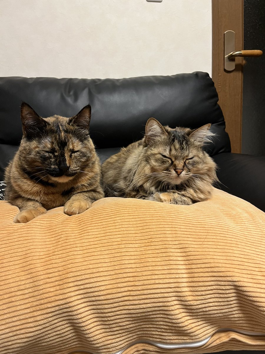 猫和太郎 tweet media