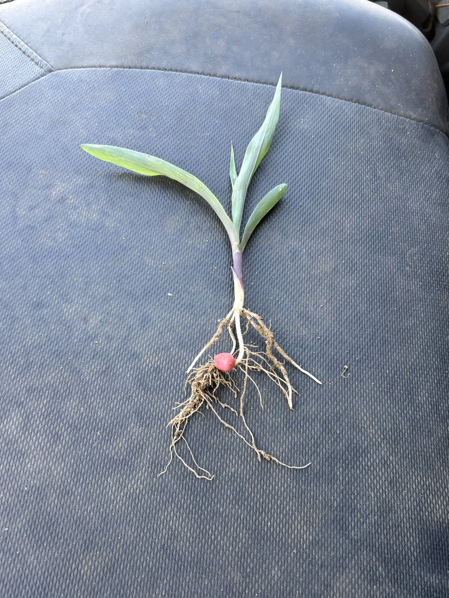 Shep Bickley tweet media