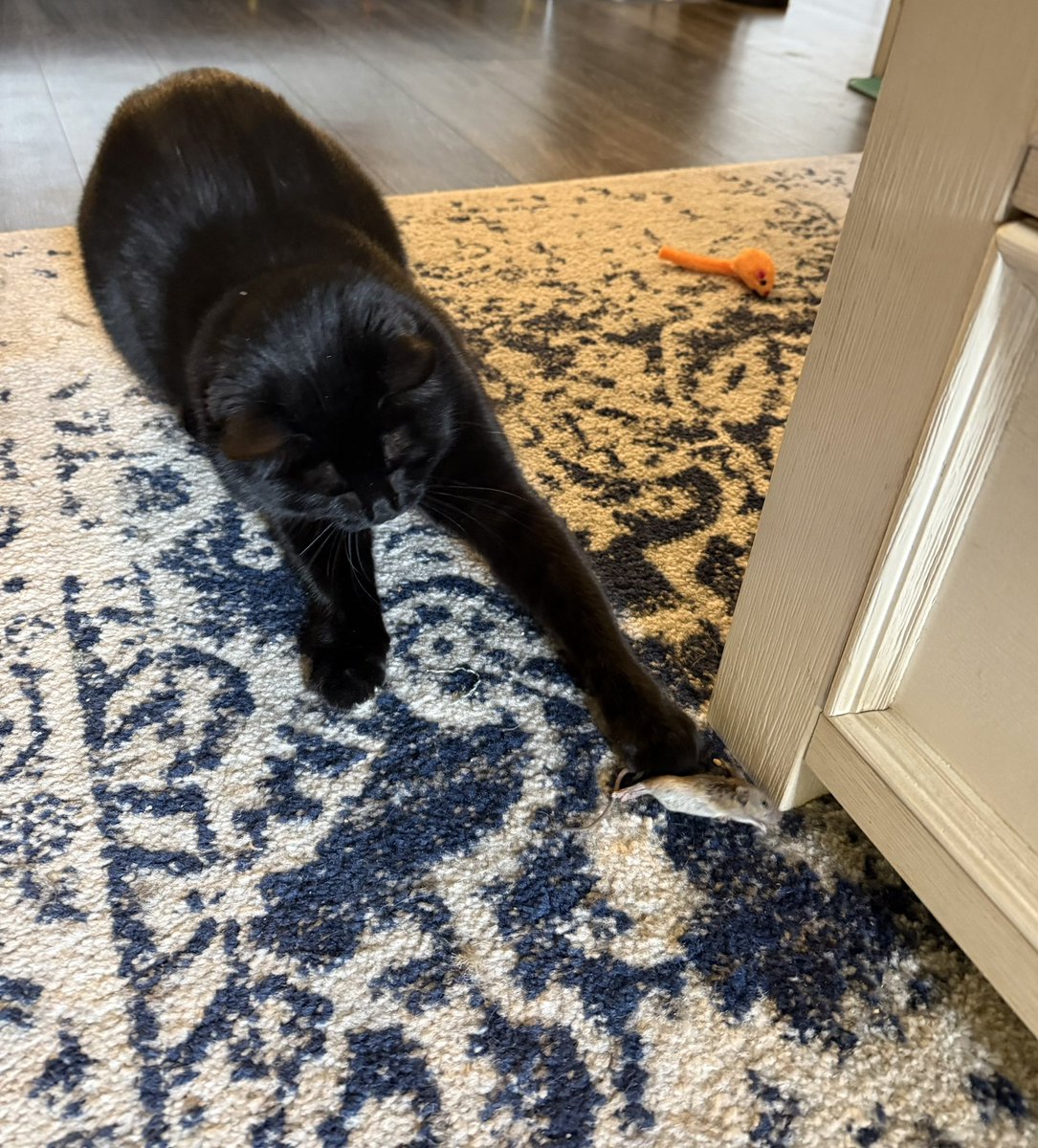 fallen_panic's tweet photo. So proud she could finally feed me for once https://t.co/fR9beJgoU9