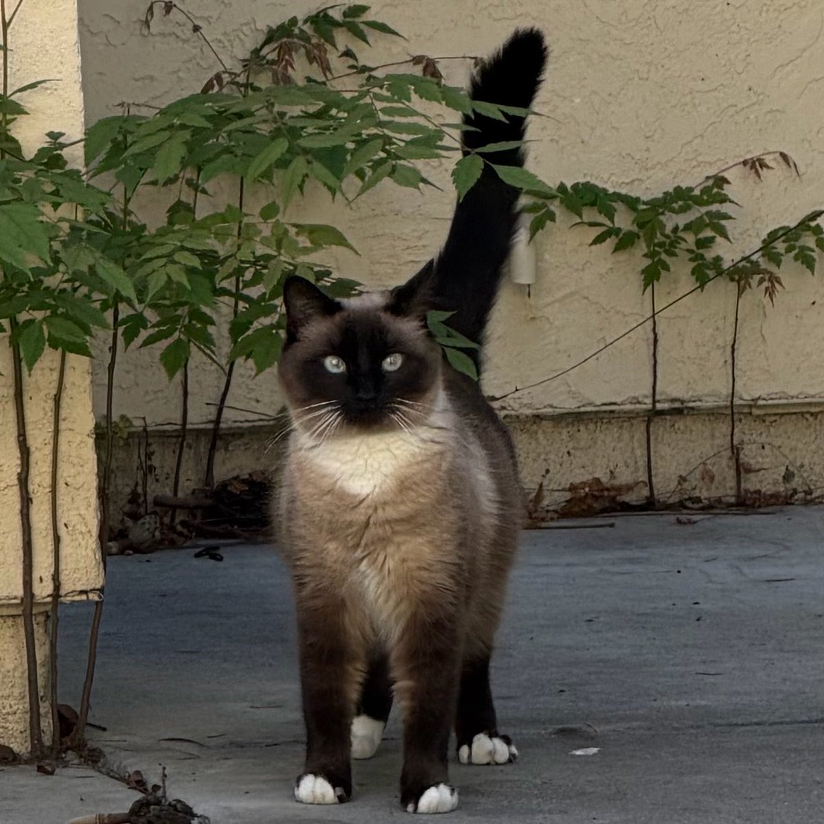 Hikari Taiyo☀️ tweet media