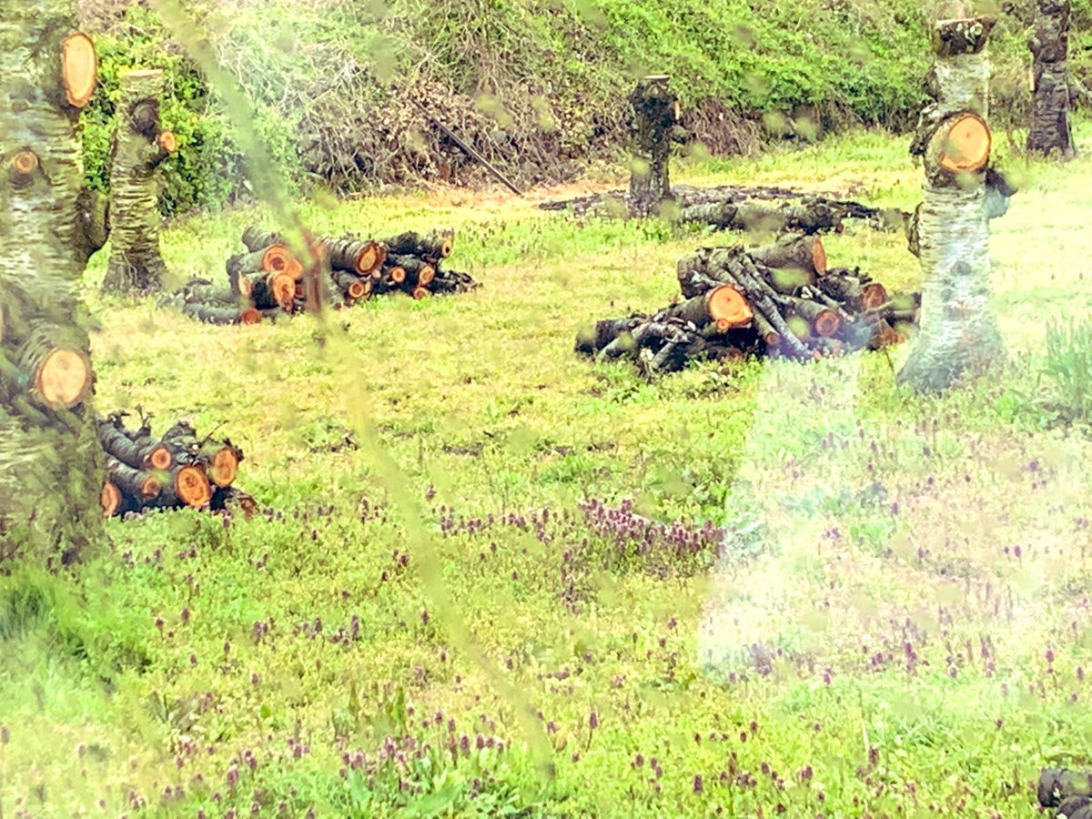 POP＠脱サラ農家 tweet media