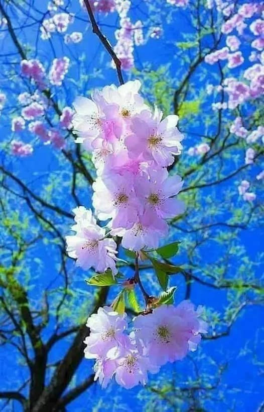 N-am să vă spun pe cine am iubit, dar am iubit,
N-am să vă spun pe cine iubesc, dar iubesc.
Crangurile sunt pline de flori și de iarbă
Și de arbori plăpânzi care cresc....
✍️Zaharia Stancu - N-am să vă spun
youtu.be/0-5ssd8z_6E?t=…