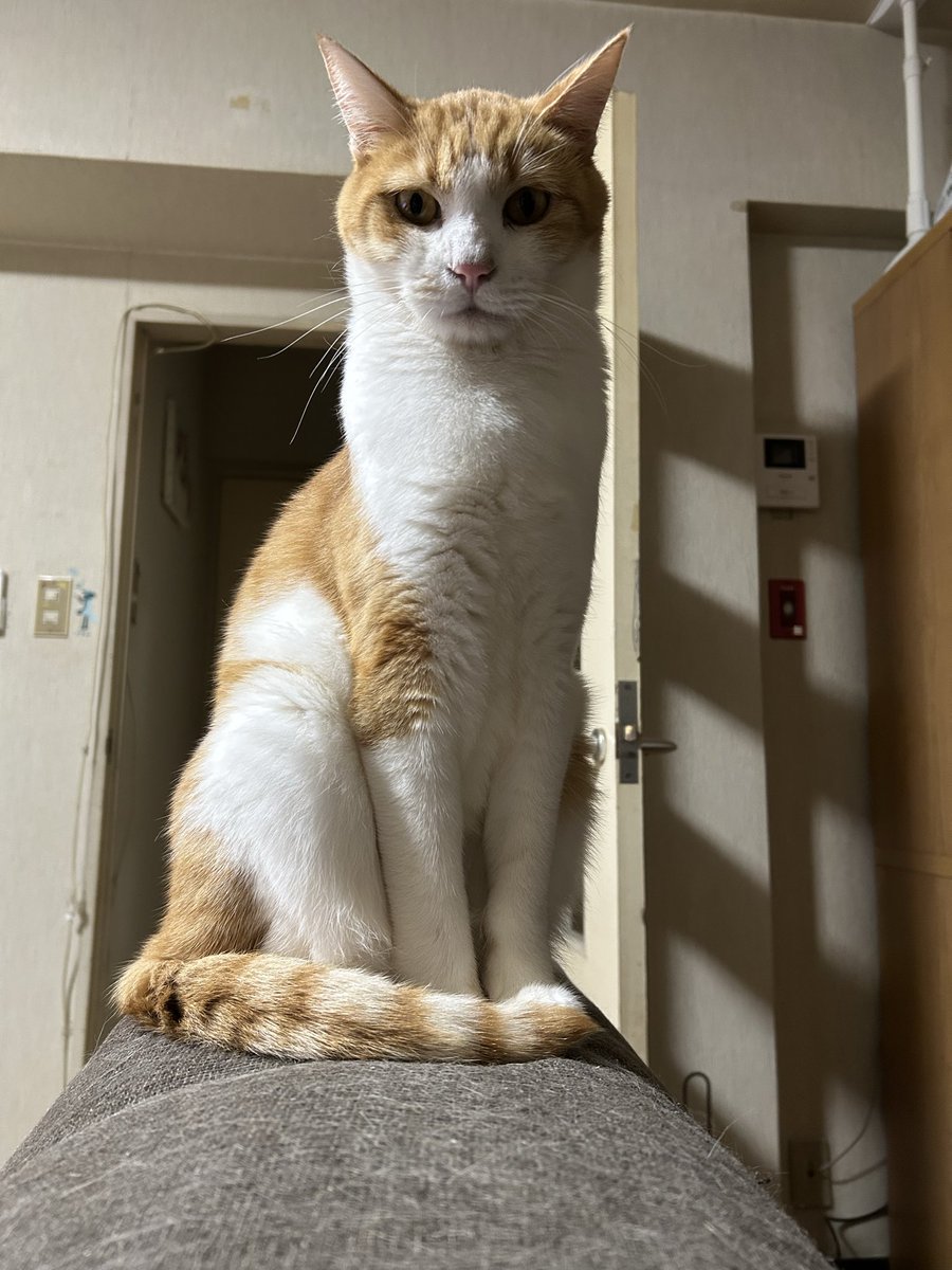 ちくわの父 tweet media