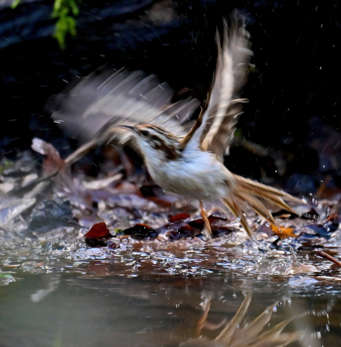 CarlBovisNature's tweet photo. Very low shutter speed for this Treecreeper in a dark wood recentlyy, so when it suddenly flew, I had a blurry shot...
 Normally I'd delete this kind of thing, but on this occasion, I quite like it! 😁😍 https://t.co/FeAgzFRWg6