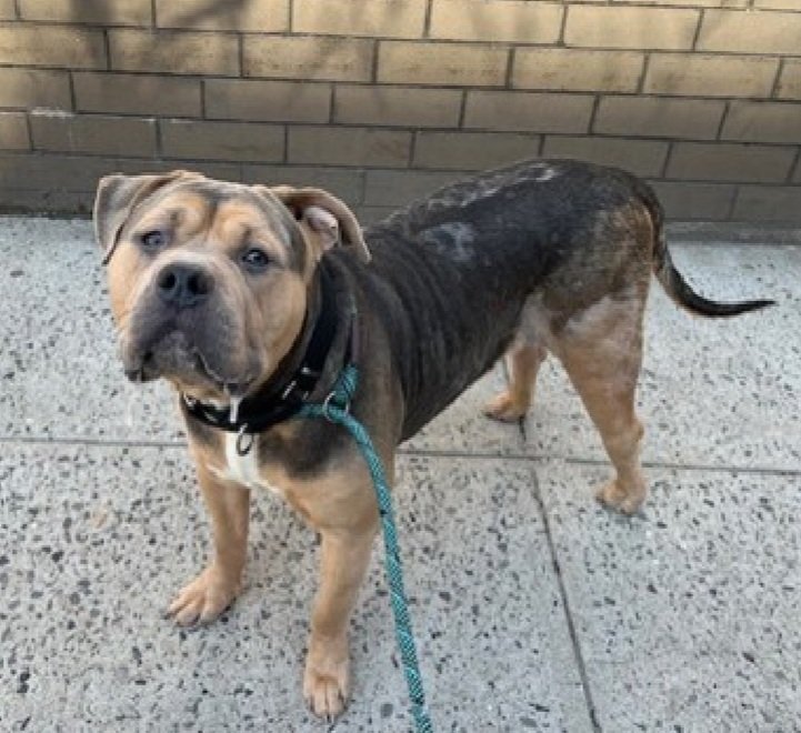 MorgFairsdogs's tweet image. Prince 250025
Listed TBK 4/16
#NYCACC #RescueOnly 
He is a cute 1 yr old puppy 🐶
Has allergies,  alopecia,  pyoderma  &amp;amp; CIRDC 🚑
Highly rope &amp;amp; dog reactive in care
Playful in prev home
Needs all adult home as solo pet
Save Prince!
nycacc.app/browse/250025
#Pledge4Rescue #foster