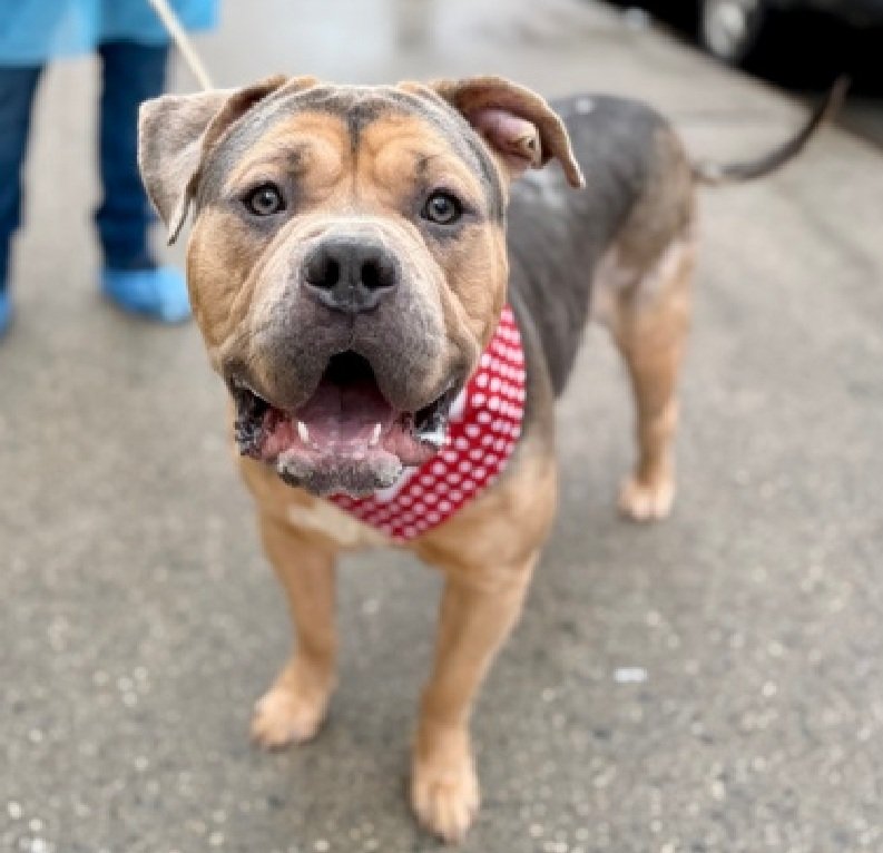 MorgFairsdogs's tweet image. Prince 250025
Listed TBK 4/16
#NYCACC #RescueOnly 
He is a cute 1 yr old puppy 🐶
Has allergies,  alopecia,  pyoderma  &amp;amp; CIRDC 🚑
Highly rope &amp;amp; dog reactive in care
Playful in prev home
Needs all adult home as solo pet
Save Prince!
nycacc.app/browse/250025
#Pledge4Rescue #foster