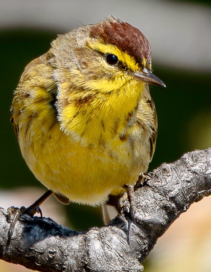 Alex Critelli tweet media