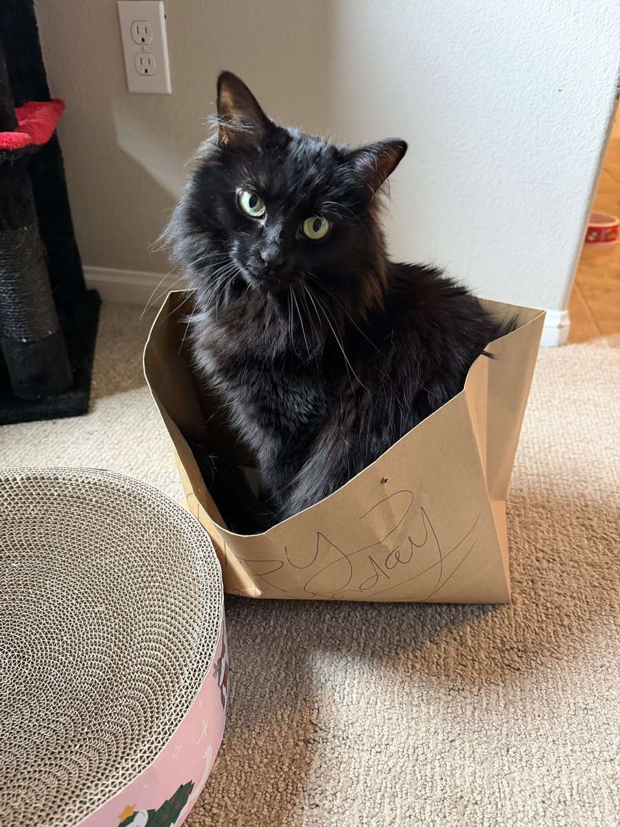 Frankie and her emotional support bag 🖤😻🖤 #cats