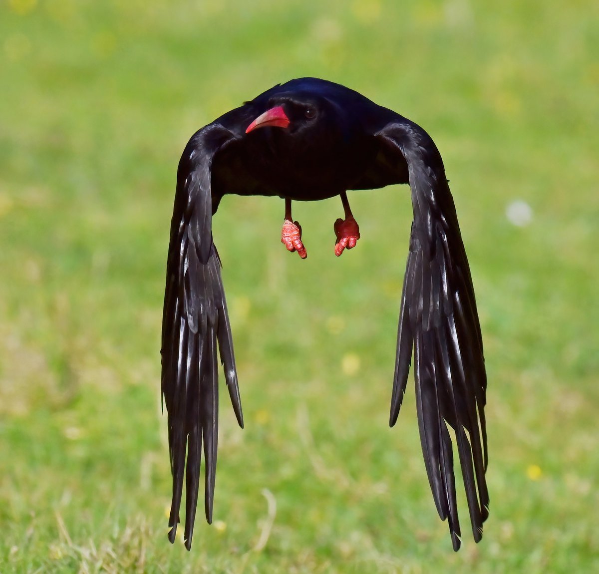 Wings down Chough!! 😍
 Taken last week at Porthleven in Cornwall. 😊
 Have you ever seen a Chough? 🐦