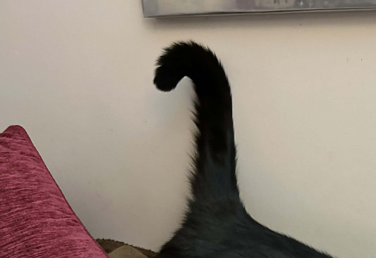 ash 🪿 tweet media