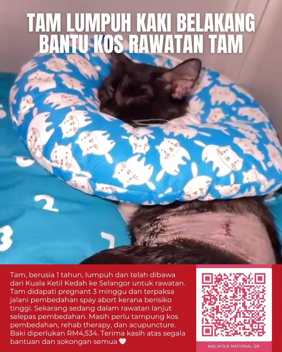 ashyusof11's tweet photo. Please support Tam recovery 🙏❤️
Tam surgery update 14 Apr 2026. Pre surgery, DobbyVet did full assessment. Bloodwork, cardiac check and disease tests. Side incision done for easier bladder expression. Post surgery, still drowsy but stable. 5 days ward planned. https://t.co/XpaejkkT3A