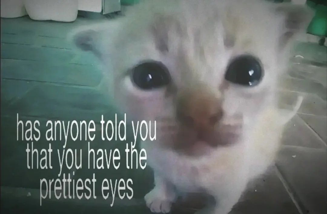 LiterallyMeCats tweet media