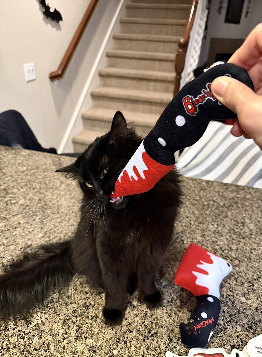 Frankie loves her new bday catnip toy 😻😻😻😻😻😻❤️🖤 #CatsOnTwitter  #catlover #love