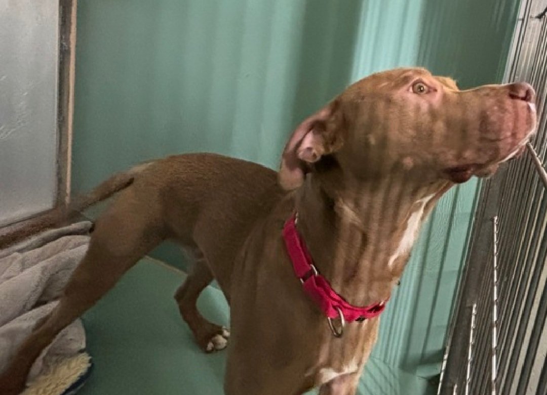 MorgFairsdogs's tweet image. Vermilion 249974
Listed TBK 4/16
#NYCACC #RescueOnly 
He is a cute 2 yr old
Receptive to treats
Mouthy
Easily aroused
Needs all adult home and daily physical activity 
Help save Vermilion!
nycacc.app/browse/249974
#Pledge4Rescue #foster #adopt