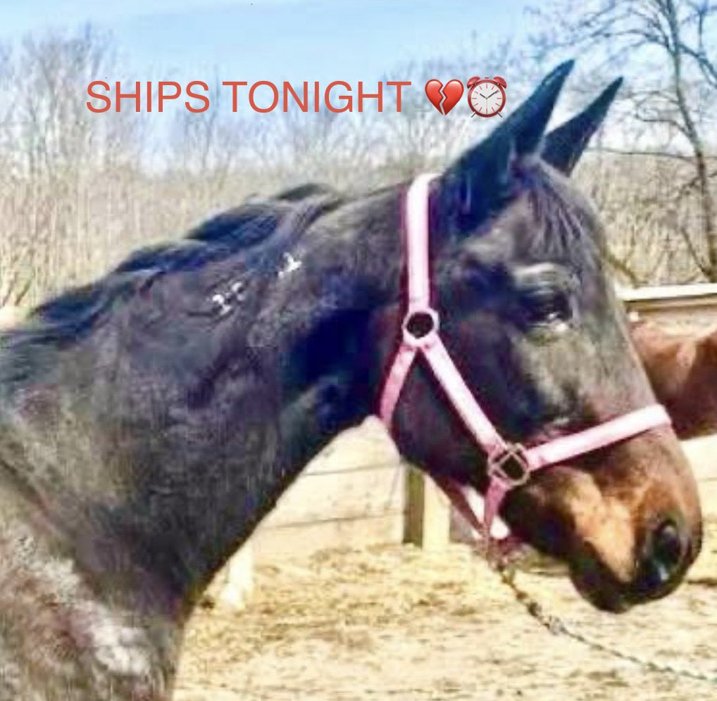 Standardbred Retirement Foundation tweet media