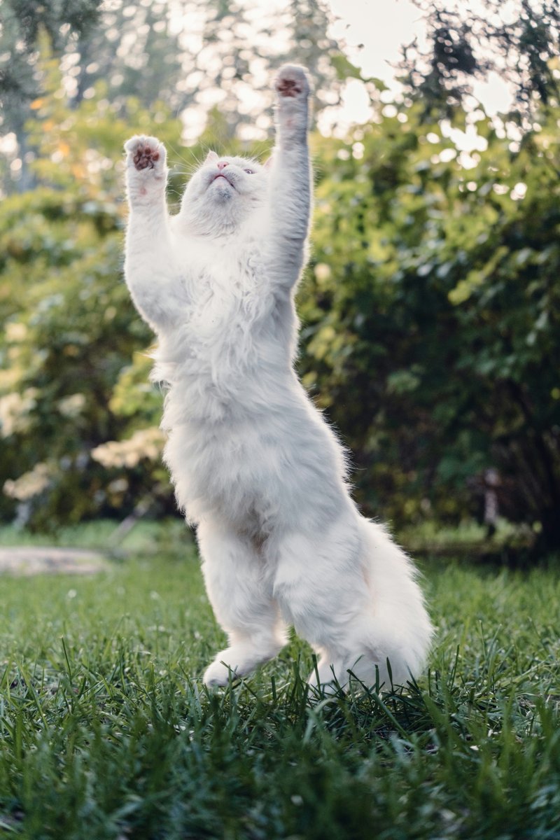 earthcurated's tweet image. In Japan, warning signs alert pedestrians to the possibility of cats suddenly jumping on them.