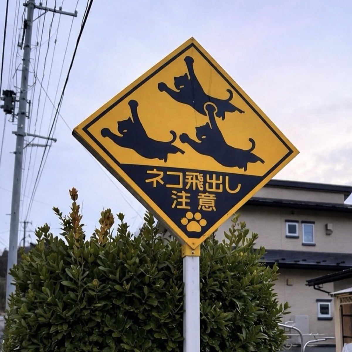 earthcurated's tweet image. In Japan, warning signs alert pedestrians to the possibility of cats suddenly jumping on them.