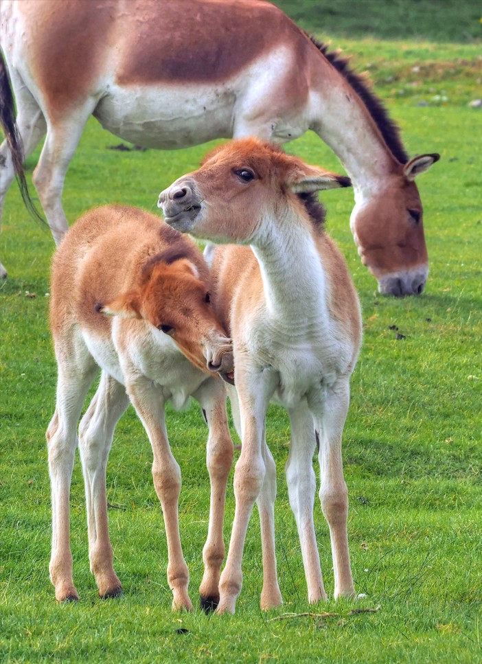 OurBestTimes's tweet image. Some Go To See A Man About A Dog, Some Go To See A Horse About Lots Of Other Things... #animal #empathy #nature #solitude #peaceful #therapy #friendship 
#themed #photography #pictures @OurBestTimes