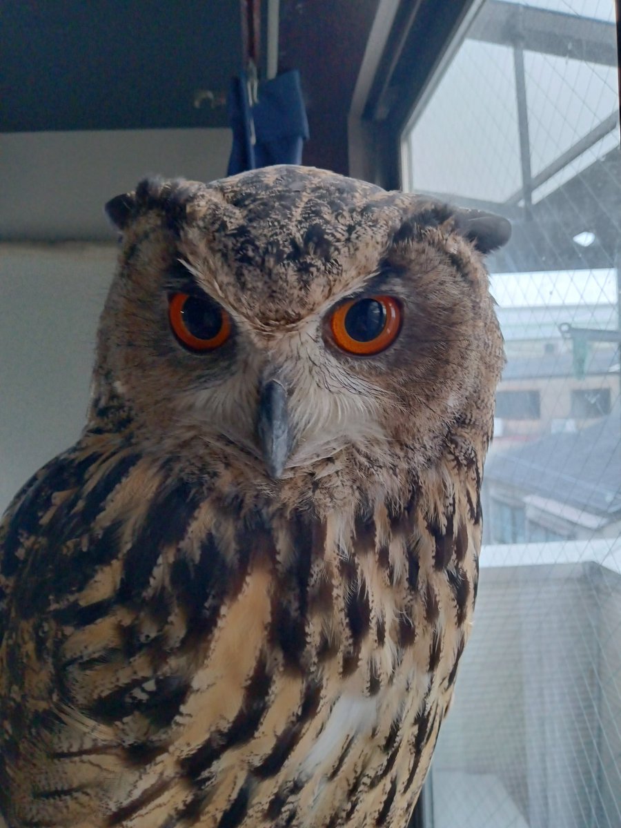 おはようございます🦉