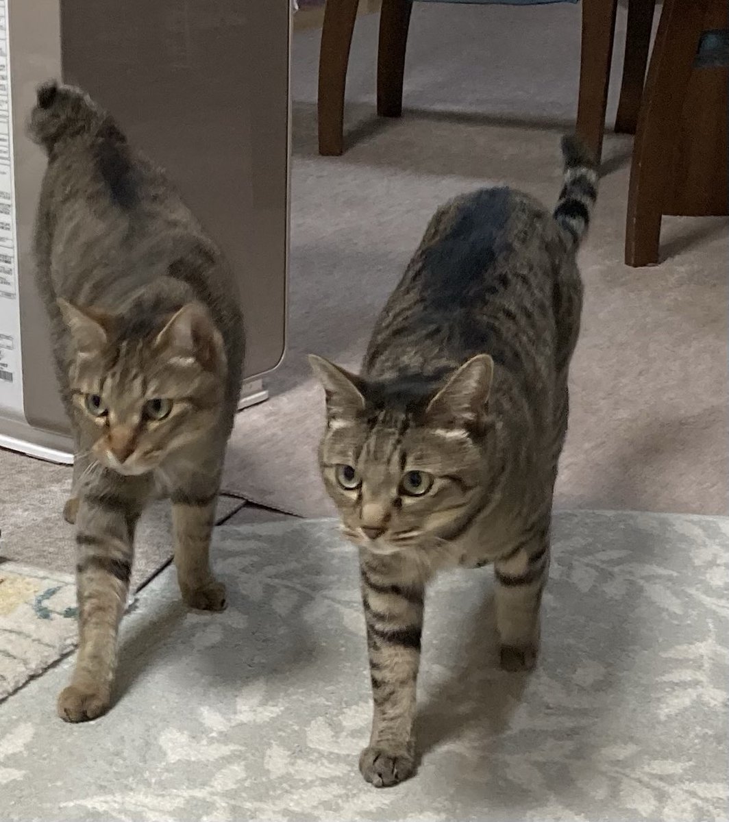 アマリリス tweet media