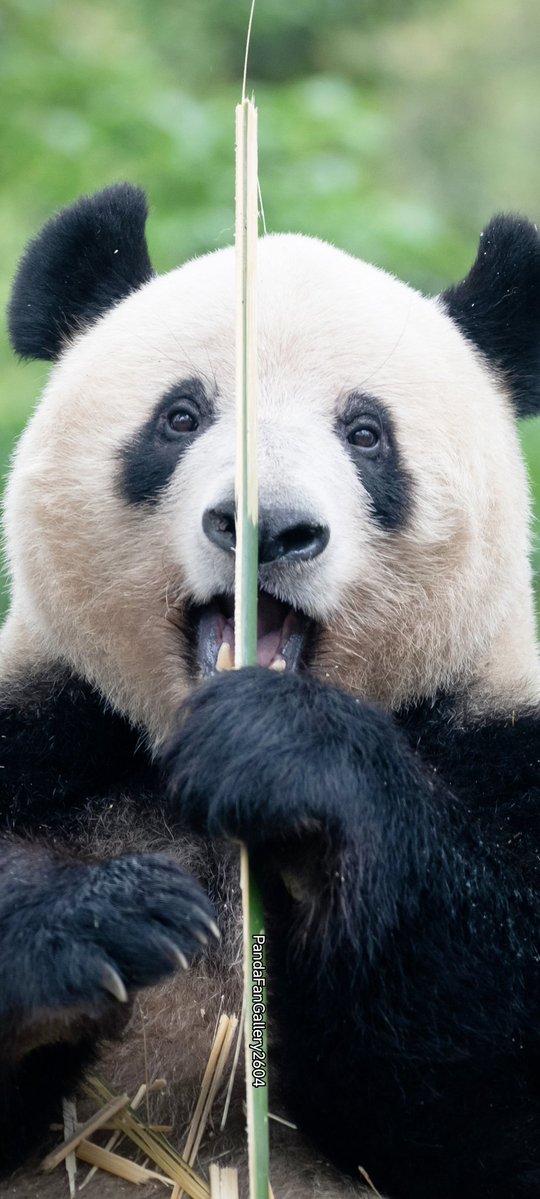 毎週シャンシャン tweet media