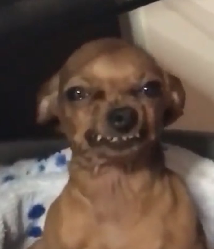 Rafaella_ tweet media