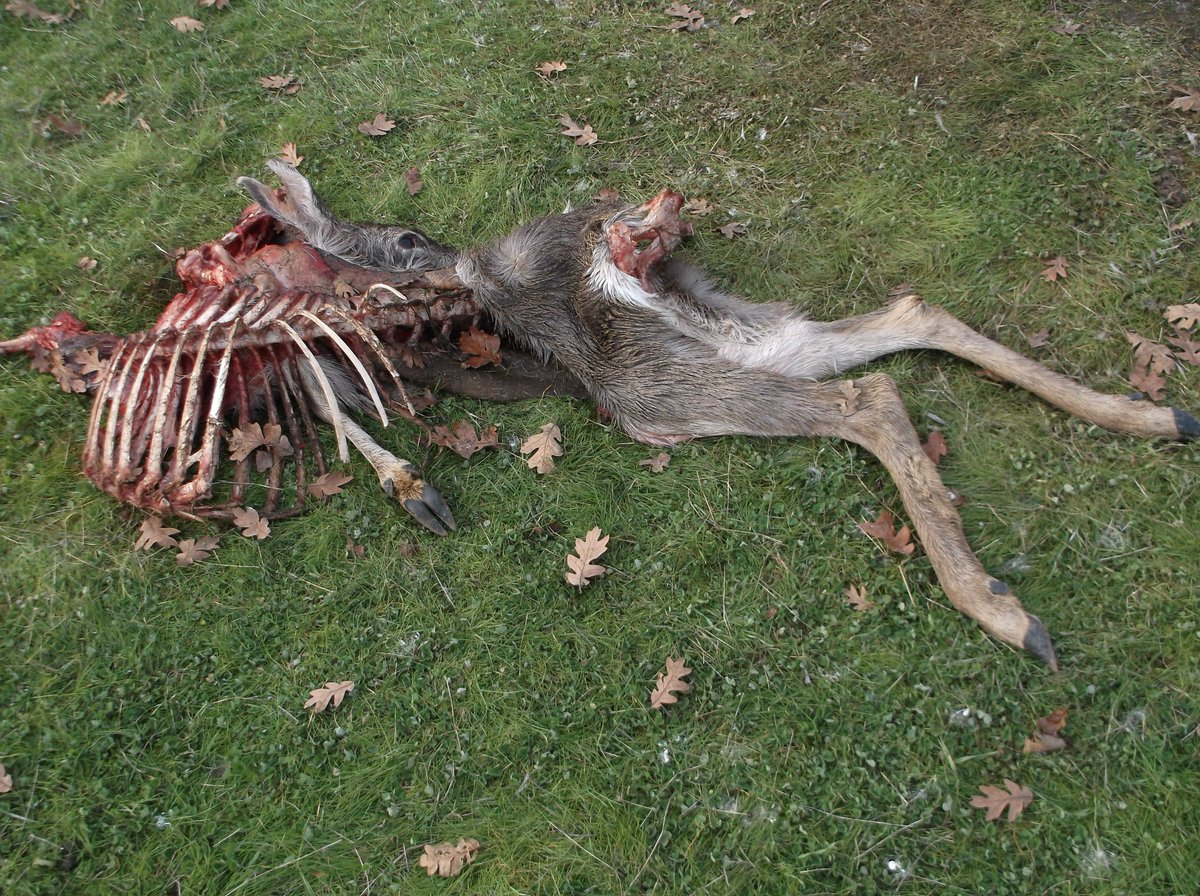 BOYCOTT HARBOR FREIGHT tweet media