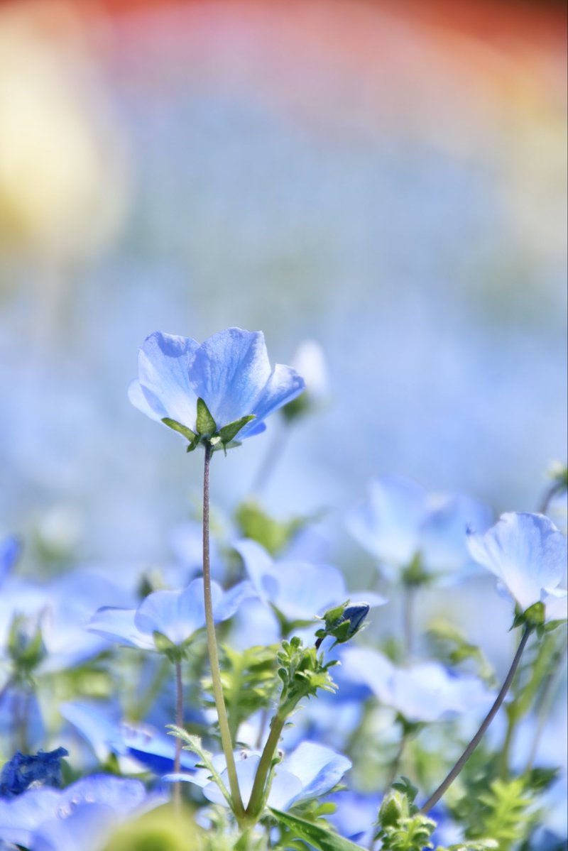 umeboshi3882's tweet image. おはようございます☺️

#TLを花でいっぱいにしよう #なばなの里 #flower