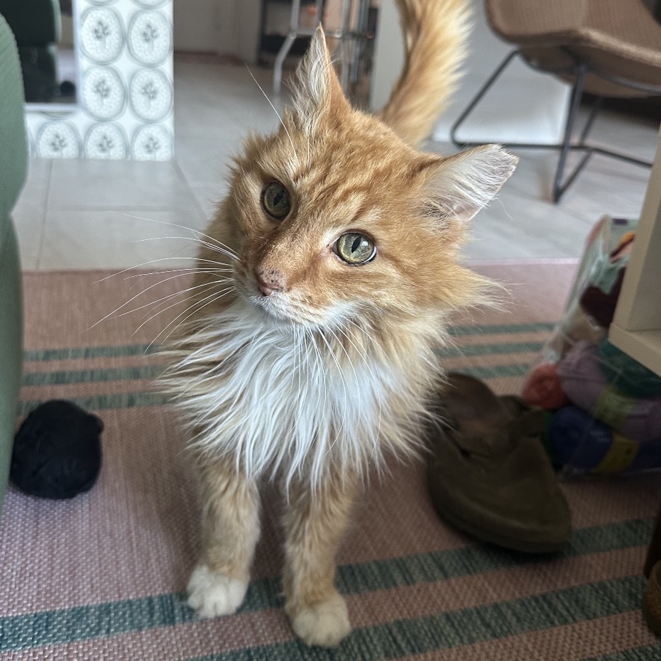 4Paws tweet media