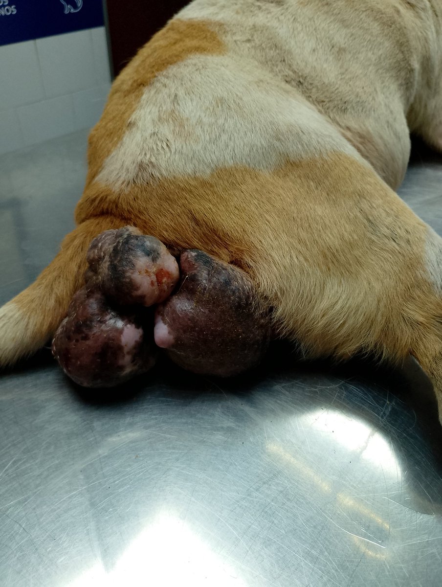 Patitas_ Budge lomasdezamora tweet media