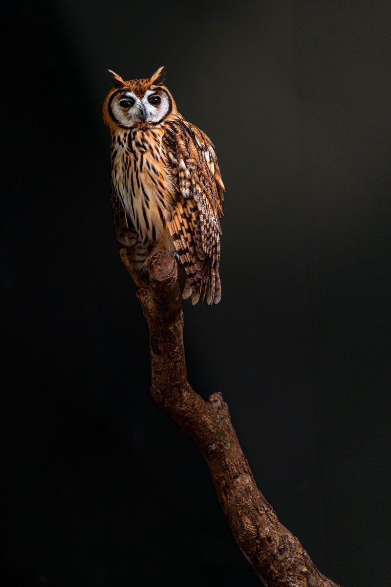 "Between shadow and light, the night watcher waits."