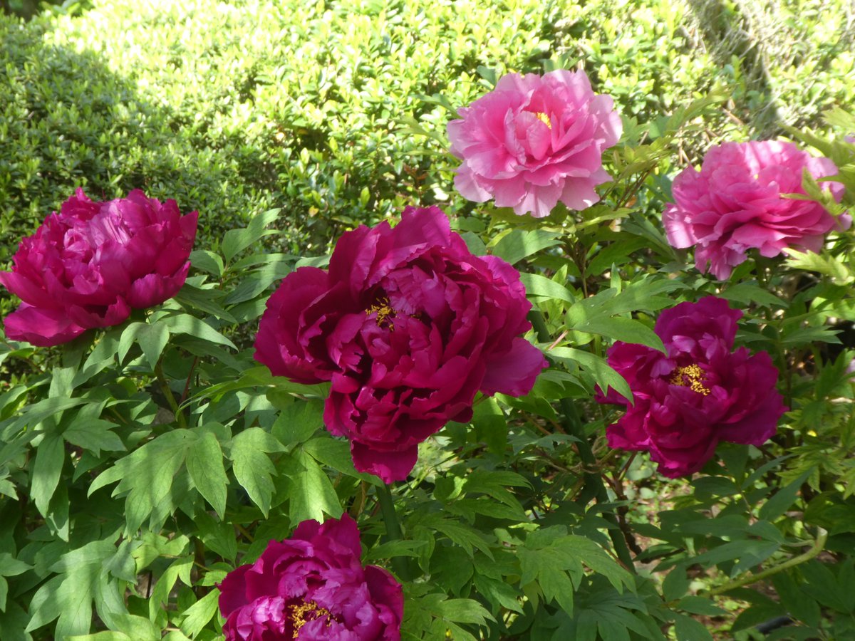 ほら吹き男爵 tweet media