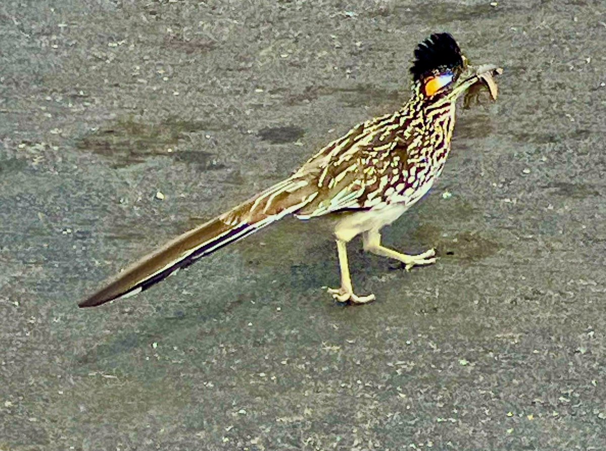 Little Bear tweet media