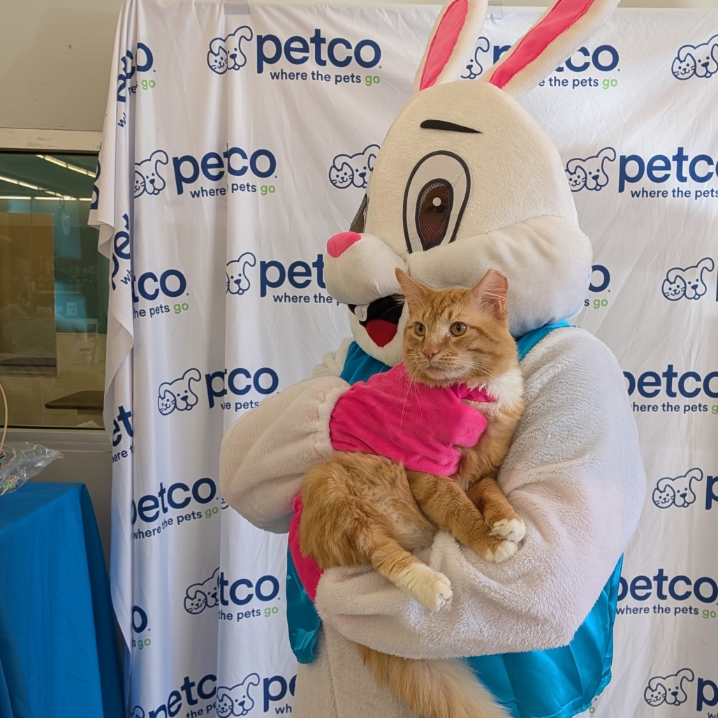 4Paws tweet media