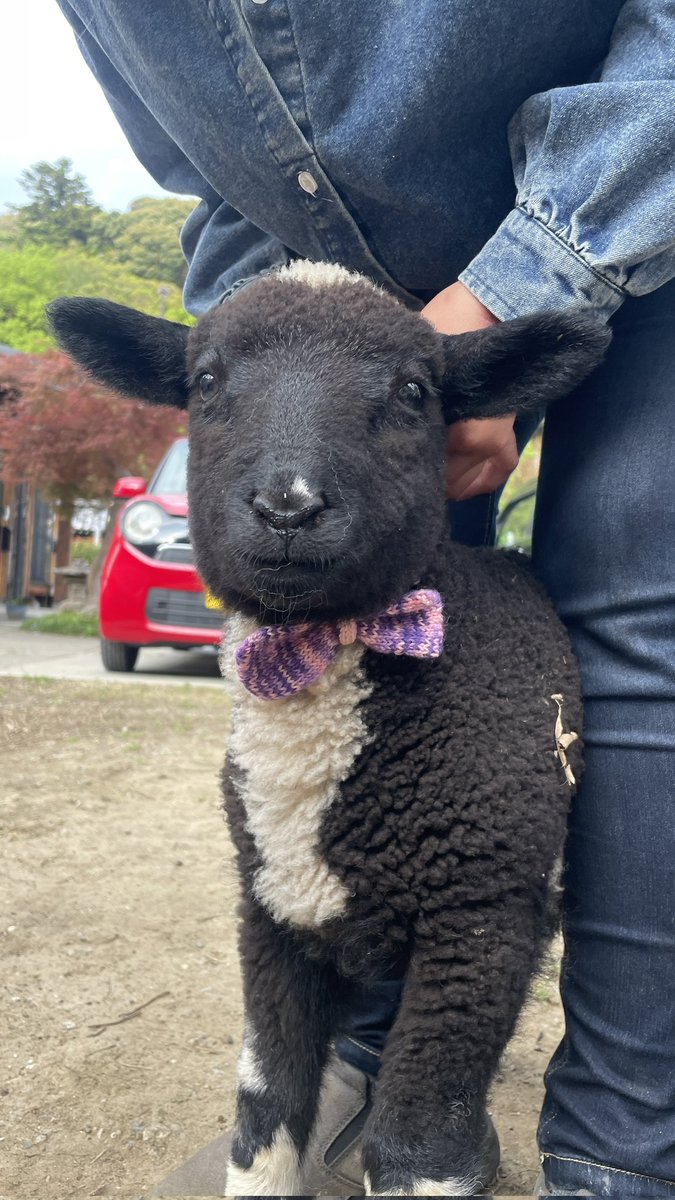 ななの羊毛屋 tweet media