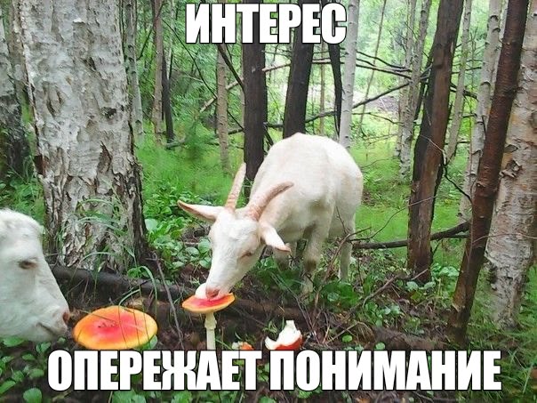 Мормявишна🪶 tweet media