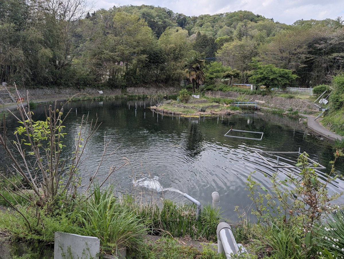 うなぎいぬ🦅大津清彰 バス釣り真相解明＆新訳バスフィッシング教書連載中 tweet media