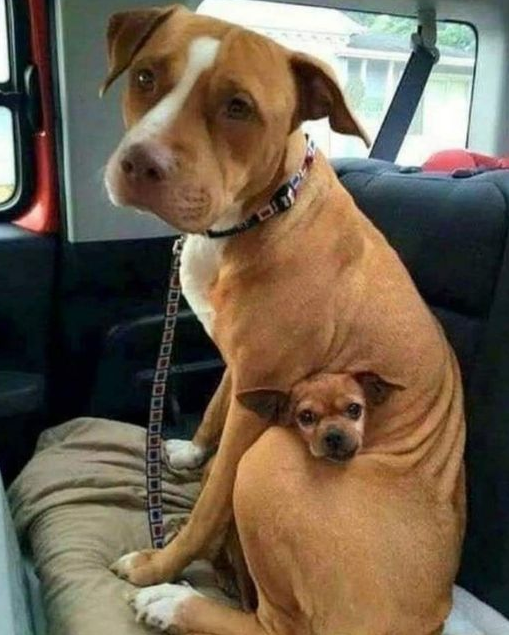 Tweets of Dogs tweet media