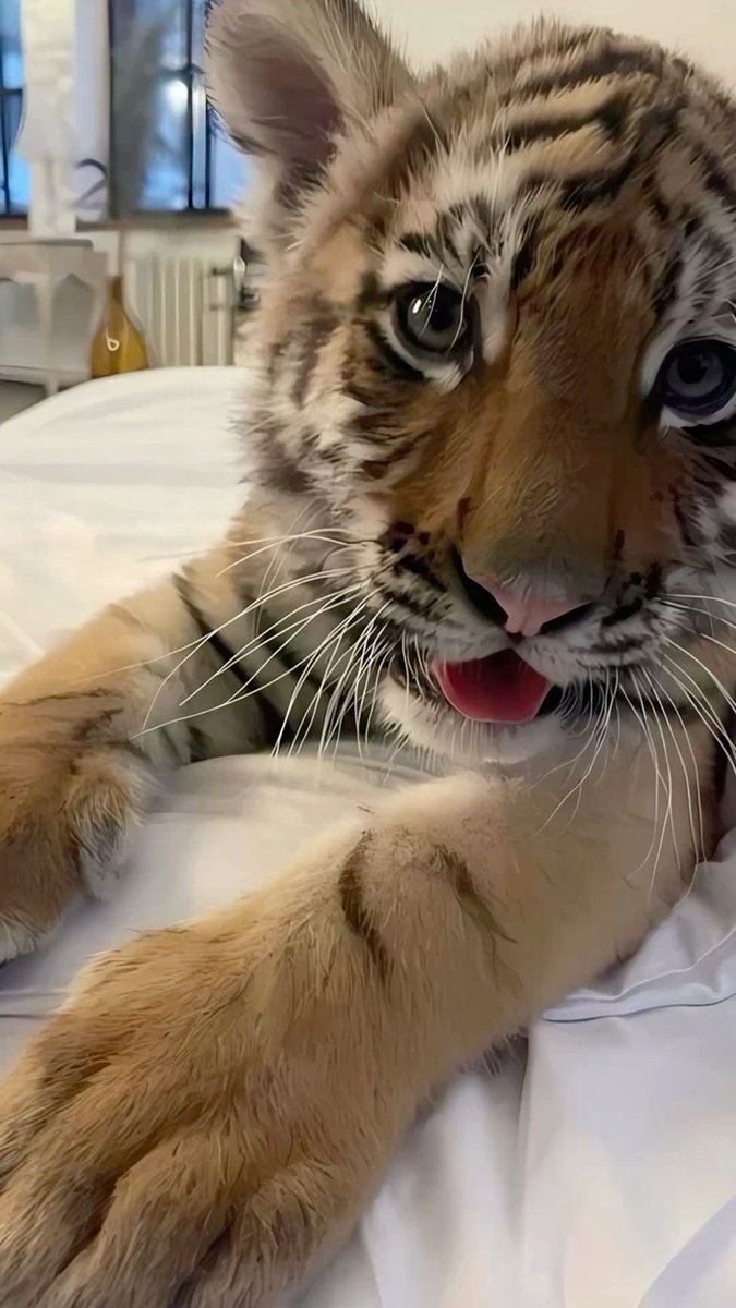 Nizar 🇲🇦 tweet media