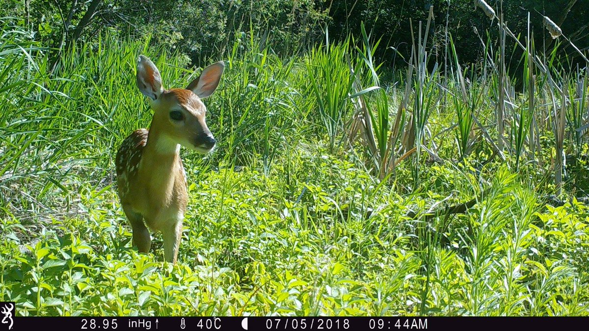 Trail_Cams's tweet photo. https://t.co/yUOgahnYID