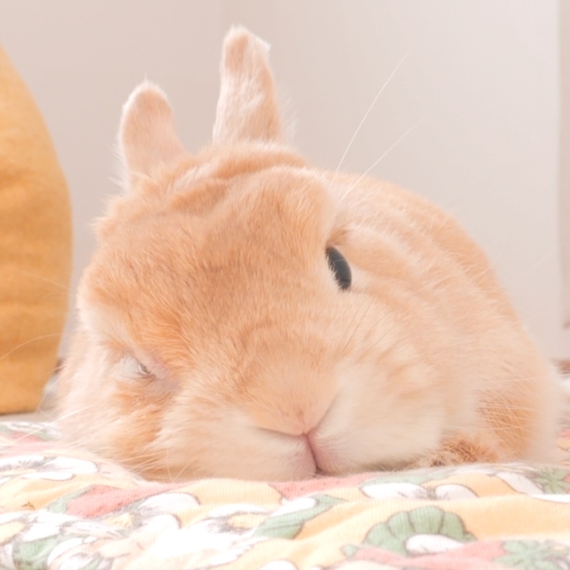 うさぎの麦ちゃんねる tweet media