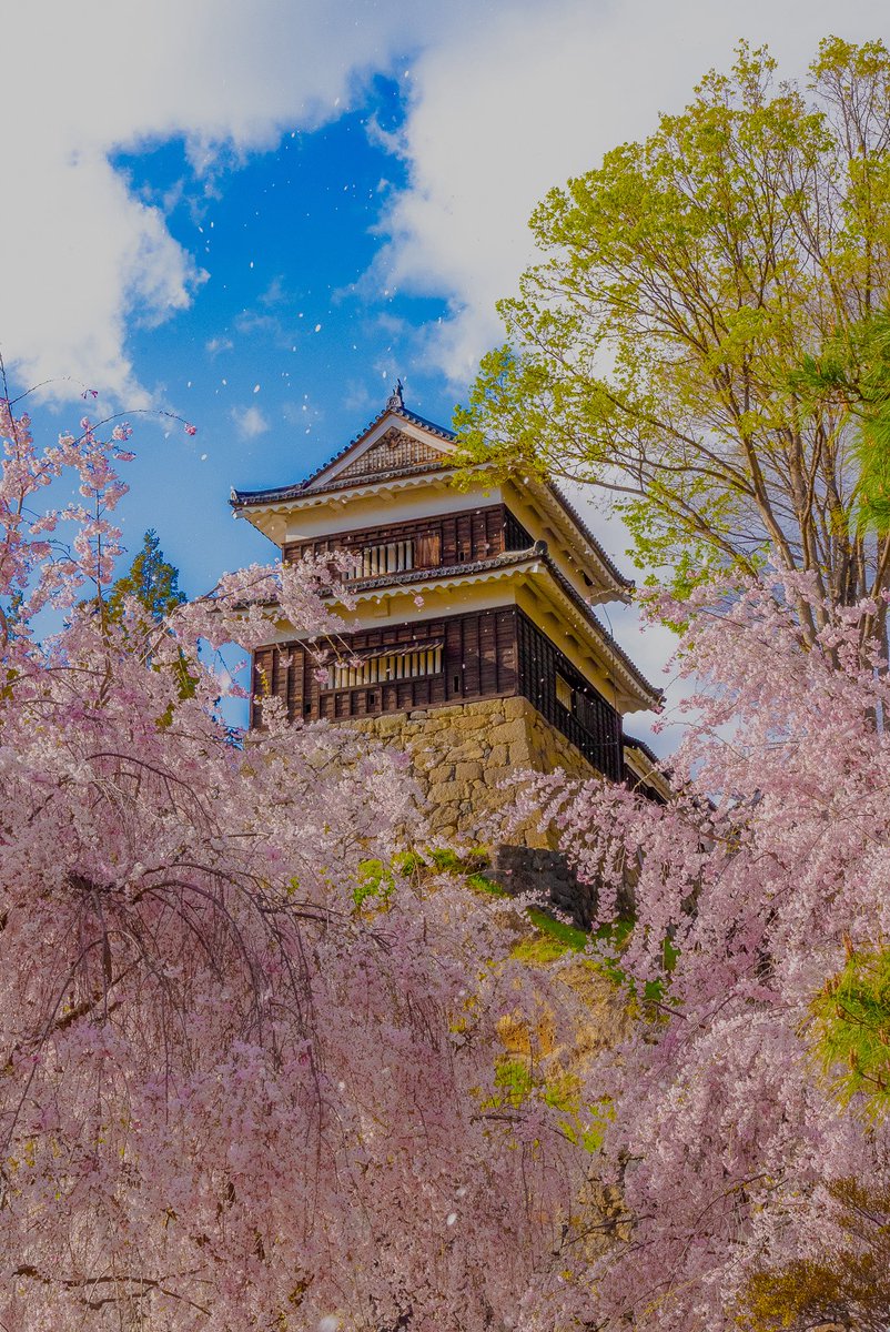 tabi_samurai_'s tweet photo. 「上田城」

南櫓と東虎口櫓門
上田城の🌸は見事ですよね
花見に良いお城だなと

#uedacastle #castle
#上田城 #城 https://t.co/ftOiL0l9ju