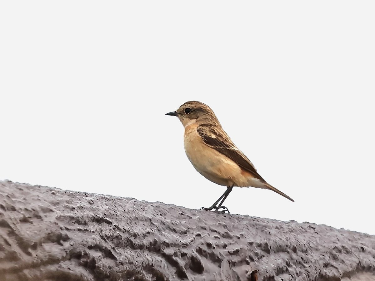 chibull2's tweet photo. #野鳥  #ノビタキ  #春の渡り

今季初 春ノビ❗️😊
じっと海峡を見つめていました

Siberian Stonechat https://t.co/AOLj9KneUK