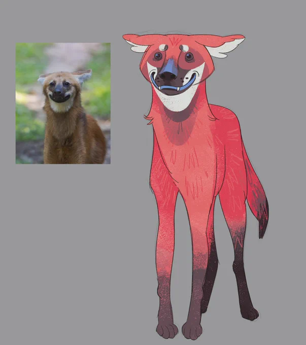 silly study of a maned wolf