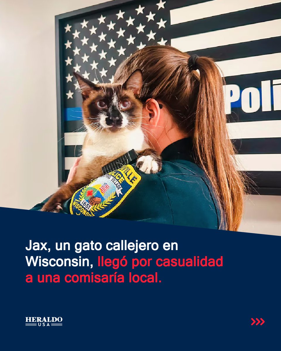 heraldousa's tweet image. "#OMG | 🐱🚔 De deambular por las calles a cuidar de todos. Conoce la historia del pequeño Jax, un miembro muy querido por la comunidad de Wisconsin."