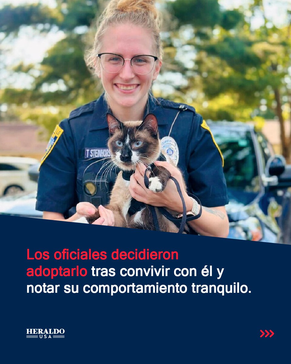 heraldousa's tweet image. "#OMG | 🐱🚔 De deambular por las calles a cuidar de todos. Conoce la historia del pequeño Jax, un miembro muy querido por la comunidad de Wisconsin."